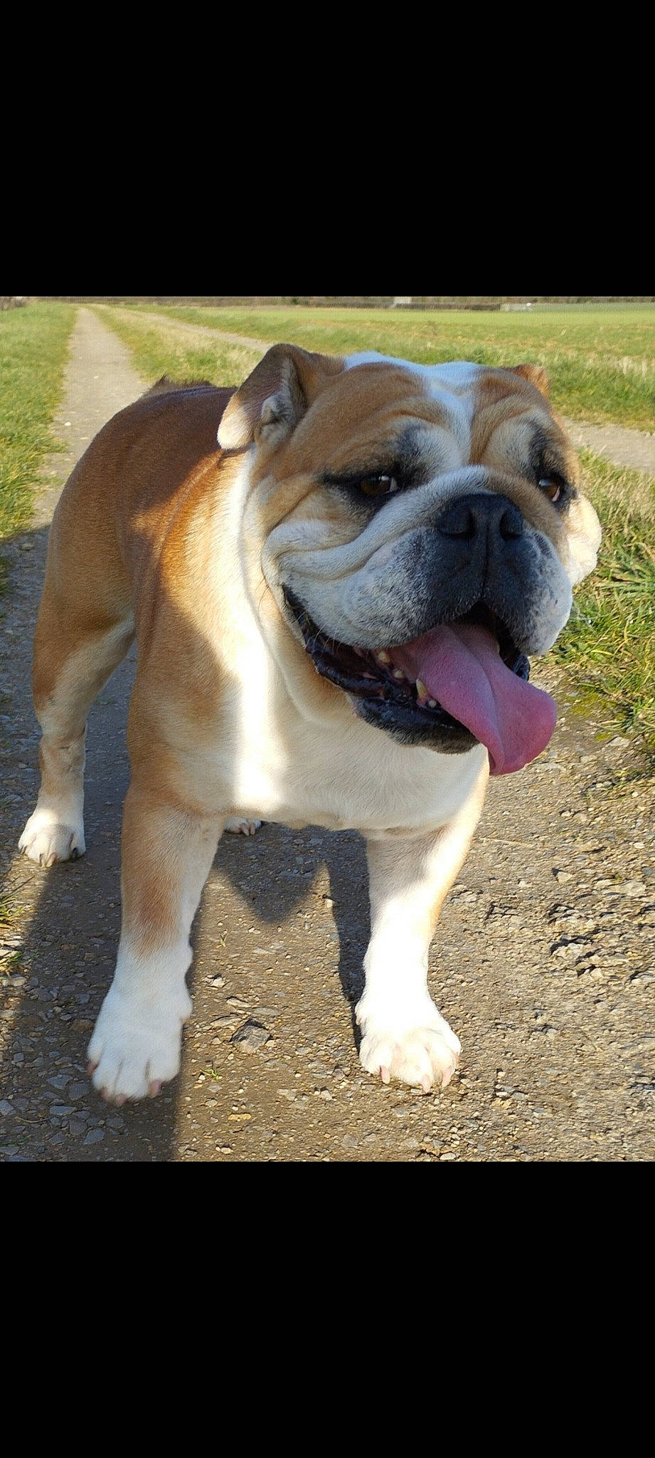 Orelana participe au concours pour gagner de l'argent avec cette photo : ancient_dog_breeds, bulldog, canidae, carnivore, collar, companion_dog, dog, dog_breed, dog_collar, fawn, grass, molosser, non_sporting_group, plant, snout, sporting_group, terrestrial_animal, toy_dog, working_dog, wrinkle