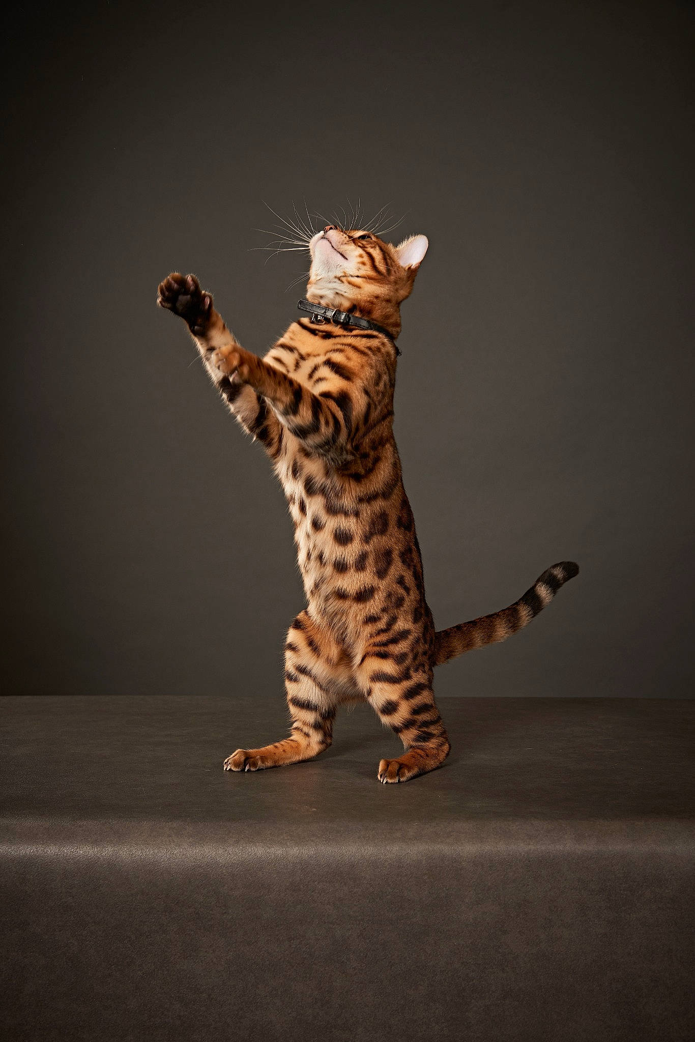 Tyger participe au concours pour gagner de l'argent avec cette photo : art, big_cats, carnivore, cat, darkness, event, fawn, felidae, fur, leopard, paw, shadow, small_to_medium_sized_cats, still_life_photography, tail, terrestrial_animal, toy, whiskers, wildlife, wood