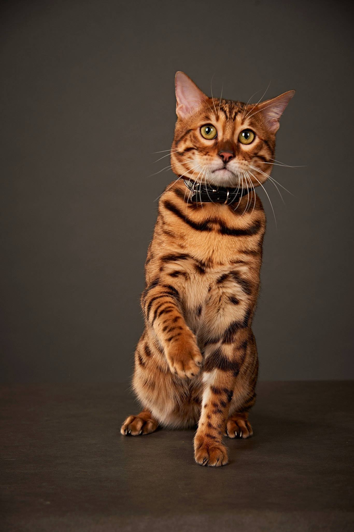 Tyger participe au concours pour gagner de l'argent avec cette photo : art, carnivore, cat, darkness, domestic_short_haired_cat, door, fawn, felidae, flooring, fur, paw, sitting, small_to_medium_sized_cats, snout, tail, terrestrial_animal, whiskers, wildlife, window, wood