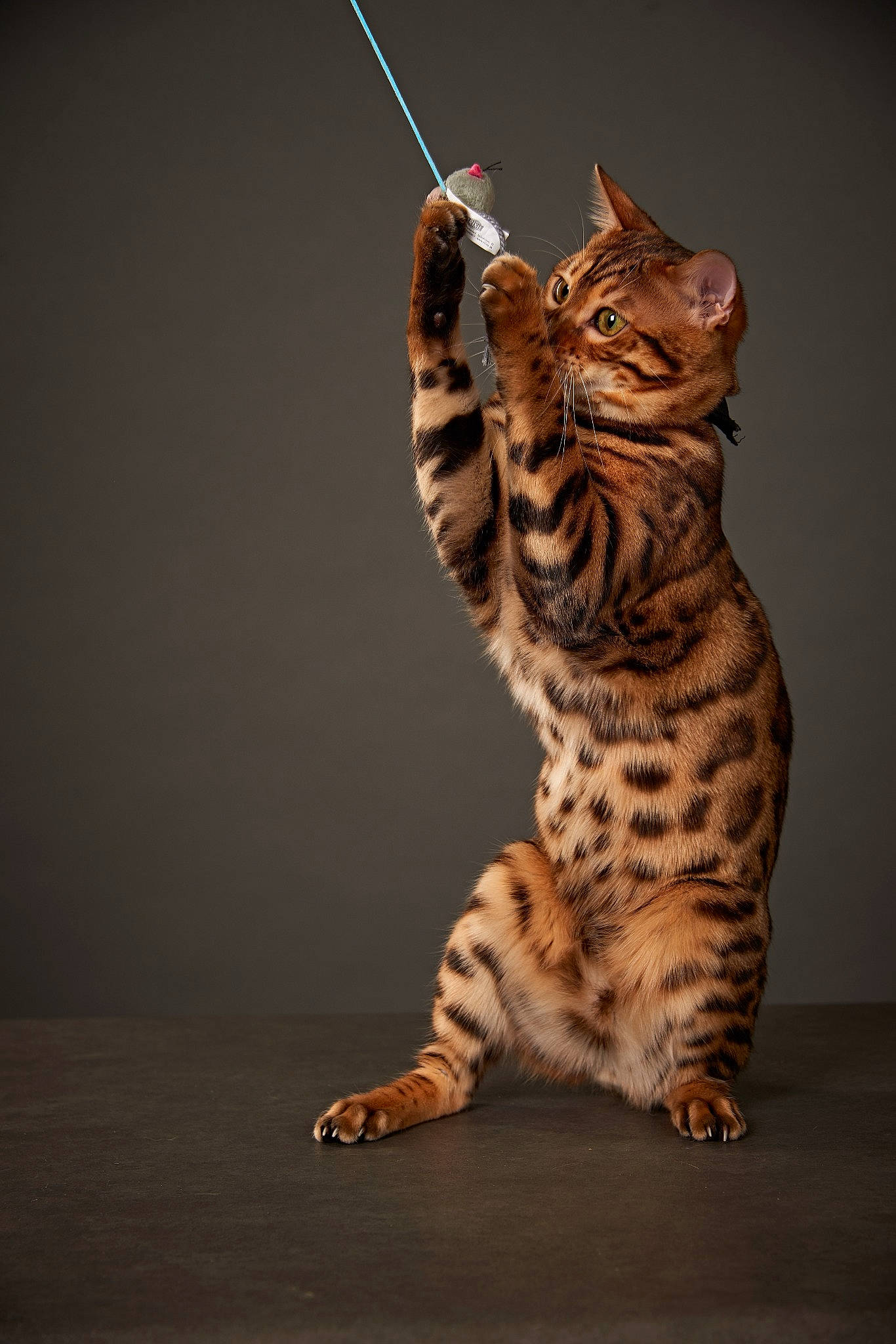 Tyger participe au concours pour gagner de l'argent avec cette photo : art, big_cats, carnivore, cat, claw, darkness, domestic_short_haired_cat, felidae, foot, fur, organism, paw, small_to_medium_sized_cats, snout, tail, terrestrial_animal, toy, whiskers, wildlife, wood