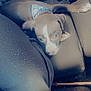 Nipsey joined the competition — help win amazing prizes! puppy, dog, bandana, car, car_seat, black, white, pet, animal, lying_down, indoor, closeup, young, cute, looking_up, leather_seat, seatbelt, vehicle, cozy, resting