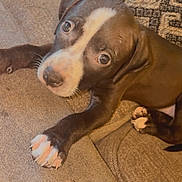 Nipsey is registered to the contest to win money with this photo: puppy, dog, pet, couch, indoor, cute, animal, brown, white_paw, white_marking, young, canine, looking_up, fur, domestic_animal, resting, close_up, adorable, companion, curious