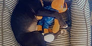 Nipsey is registered to the contest to win money with this photo: puppy, dog, stuffed_toy, dog_bed, striped, black_and_white, curled_up, indoor, carpet, patterned, cute, pet, animal, resting, looking_up, cozy, toy, playful, home, comfort