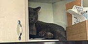 Sam joined the competition — help win amazing prizes! animal, black_surface, cabinet, cat, cozy, cubicle, curious, furniture, grey_cat, home, indoor, magnet, organizer, papers, pet, photo, quiet, relaxed, resting, shelf