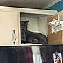 animal, black_surface, cabinet, cat, cozy, cubicle, curious, furniture, grey_cat, home, indoor, magnet, organizer, papers, pet, photo, quiet, relaxed, resting, shelf