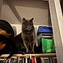Sam is registered to the contest to win money with this photo: box, cat, closet, clothes, colorful, curious, domestic_animal, feline, furniture, gray_cat, hangers, hat, indoor, pet, resting, shadow, shelf, sitting, texture, wall