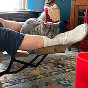Sam joined the competition — help win amazing prizes! cat, chair, cozy, decor, domestic_animal, foot, furniture, gnome, gray_cat, holiday_decoration, indoor, leg, living_room, pet, red_hat, relaxation, resting, rug, sleeping_cat, sock