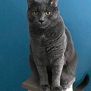 Sam joined the competition — help win amazing prizes! cat, gray_cat, pet, animal, feline, scratching_post, indoor, blue_wall, sitting, yellow_eyes, fur, whiskers, tail, cute, domestic_cat, portrait, looking, paws, furniture, calm