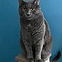 cat, gray_cat, pet, animal, feline, scratching_post, indoor, blue_wall, sitting, yellow_eyes, fur, whiskers, tail, cute, domestic_cat, portrait, looking, paws, furniture, calm