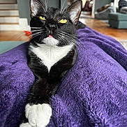 Cookie Pistol Socks joined the competition — help win amazing prizes! animal, black_and_white, blanket, cat, couch, cozy, curious, domestic_cat, feline, floor, indoor, living_room, paws, pet, purple, relaxed, stairs, tuxedo_cat, whiskers, window