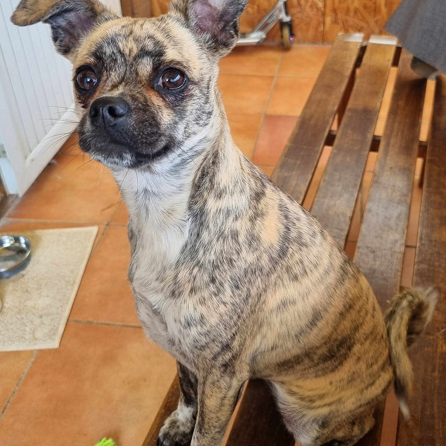 Chipie participe au concours pour gagner de l'argent avec cette photo : accessories, animal, boxer, bulldog, canine, dog, frenchbulldog, hardwood, homedecor, indoors, interiordesign, person, pet, plywood, pug, puppy, rug, stainedwood, strap, wood