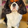 Ugo a rejoint le concours — aidez-le/la à gagner de superbes lots ! dog, cavalier_king_charles_spaniel, puppy, pet, portrait, close_up, tricolor, black_and_white, brown_markings, floppy_ears, long_fur, brown_eyes, nose, muzzle, paws, standing, indoor, home, floor, animal_photography
