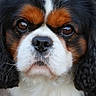 dog, cavalier_king_charles_spaniel, close_up, portrait, face, eyes, nose, floppy_ears, long_fur, black_fur, white_fur, tan_fur, tricolor, pet, animal, outdoor, focused, staring, fluffy, photography