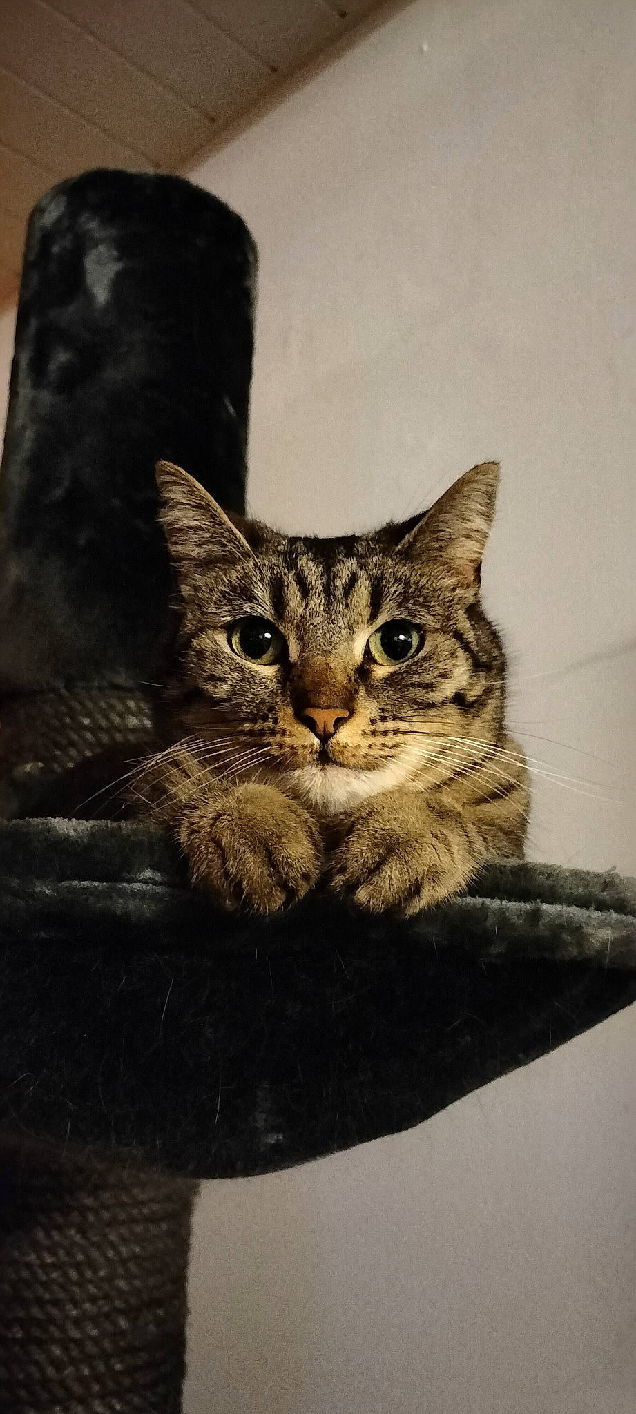 Diva a rejoint le concours — aidez-le/la à gagner de superbes lots ! art, carnivore, cat, domestic_short_haired_cat, felidae, fur, grey, illustration, paw, sitting, small_to_medium_sized_cats, snout, tail, terrestrial_animal, visual_arts, whiskers, wildlife, window, wood