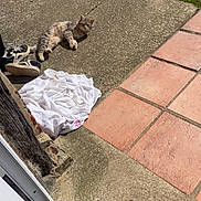 Max participe au concours pour gagner de l'argent avec cette photo : cat, tabby_cat, sneakers, white_cloth, concrete, patio, gravel, terracotta_tiles, outdoor, sunlight, relaxed, animal, pet, resting, daylight, floor, shoes, casual, nature, quiet