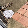 cat, tabby_cat, sneakers, white_cloth, concrete, patio, gravel, terracotta_tiles, outdoor, sunlight, relaxed, animal, pet, resting, daylight, floor, shoes, casual, nature, quiet