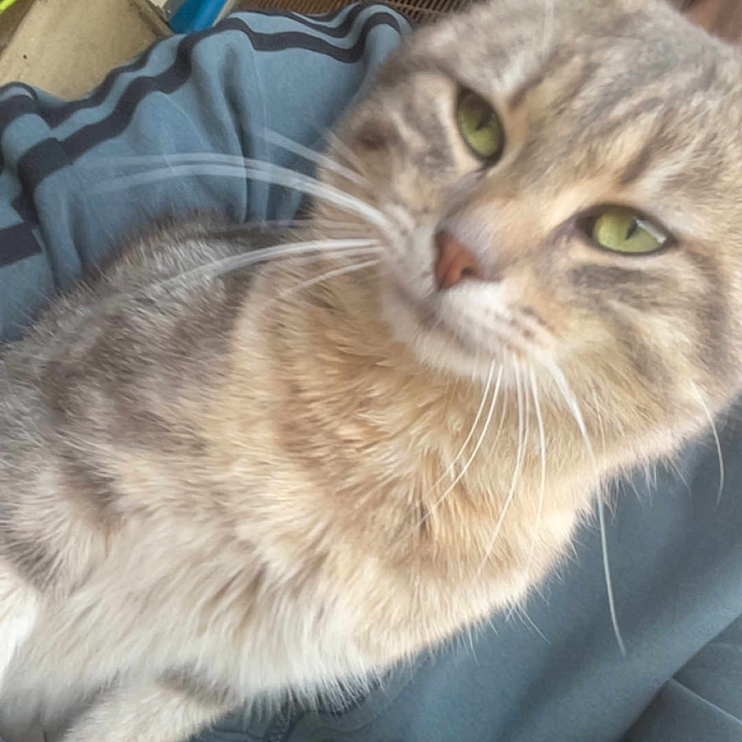 Max