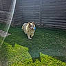 Soa a rejoint le concours — aidez-le/la à gagner de superbes lots ! dog, grass, fence, outdoor, sunlight, toy, pet, animal, playful, greenery, yard, sunbeam, daylight, mammal, happy, running, fur, nature, canine, leisure