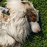 dog, fluffy, blue_eye, grass, outdoor, pet, animal, relaxing, sunlight, fur, canine, nature, laying_down, hand, watch, casual, resting, summer, companionship, closeup