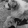 dog, pet, hand, fur, collar, outdoor, black_and_white, canine, animal, texture, pavement, leash, comfort, touch, companion, friendship, casual, closeup, side_view, walking