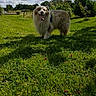 Soa participe au concours pour gagner de l'argent avec cette photo : dog, grass, outdoor, nature, sky, clouds, greenery, trees, smiling_dog, happy, canine, pet, summer, sunlight, fence, garden, tongue_out, fluffy, animal, daytime