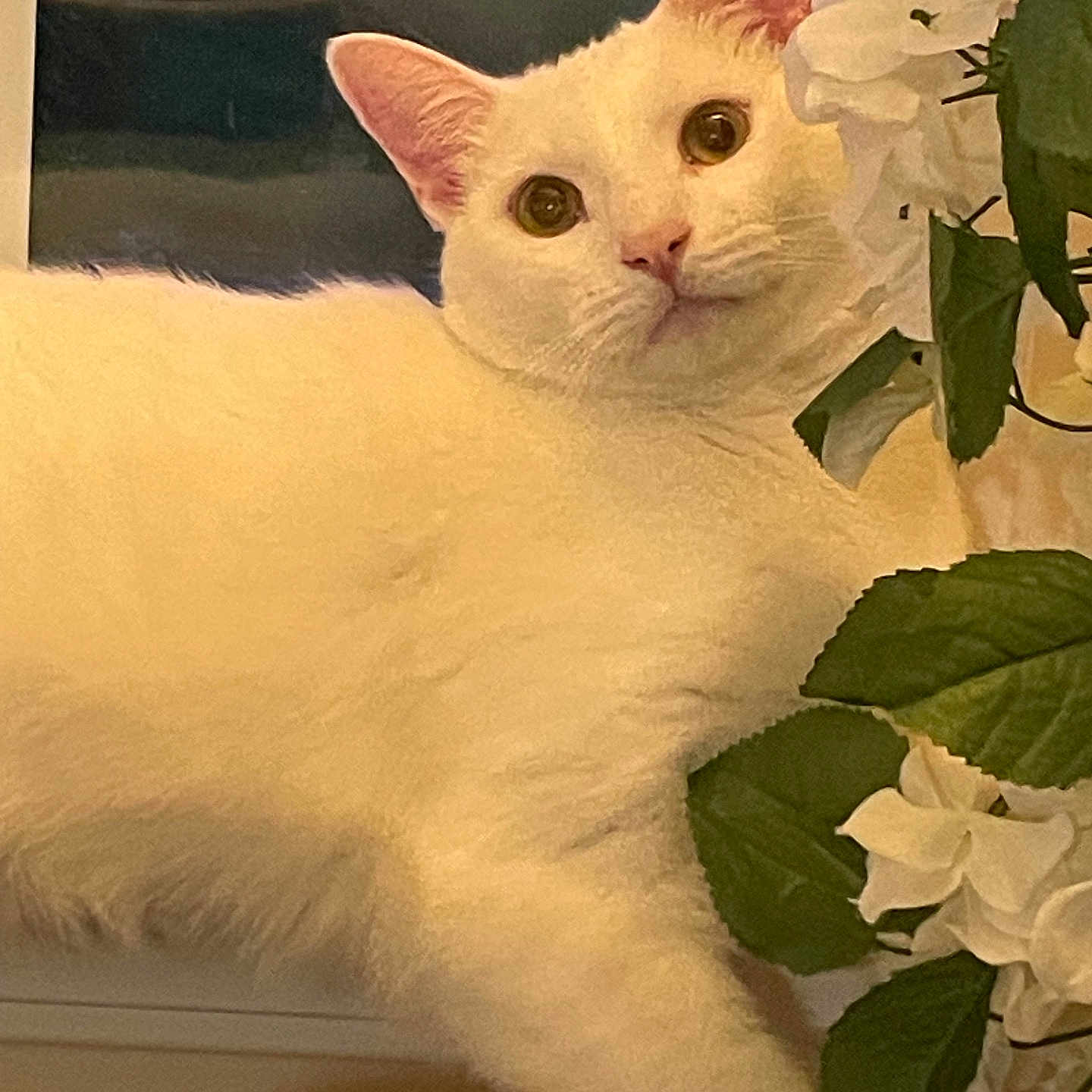 Jester is registered to the contest to win money with this photo: animal, cat, closeup, curious, cute, ears, eyes, feline, flowers, fur, green_leaves, houseplant, indoor, nature, nose, pet, plant, whiskers, white_cat, window