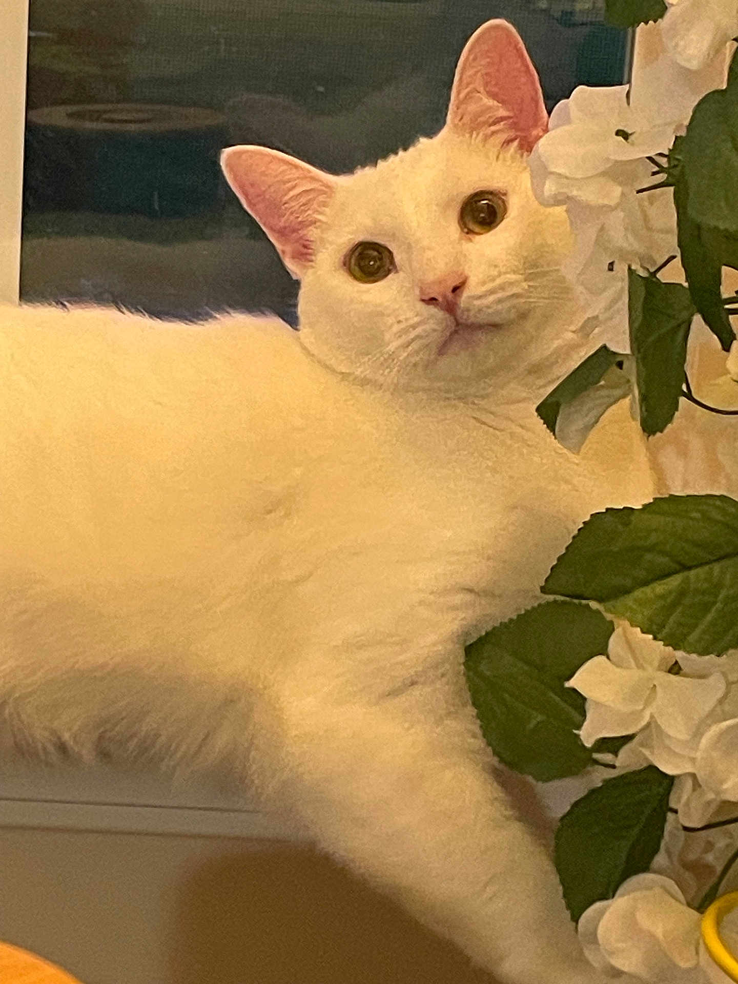 Jester is registered to the contest to win money with this photo: cat, white_cat, flowers, green_leaves, curious, indoor, pet, animal, feline, closeup, plant, nature, cute, whiskers, ears, eyes, nose, fur, window, houseplant