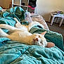 Jester joined the competition — help win amazing prizes! cat, white_cat, sleeping, bed, blanket, teal_blanket, cozy, indoor, living_room, furniture, television, relaxation, napping, cute, pet, domestic_animal, comfort, resting, fur, whiskers