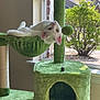 cat, white_cat, cat_tree, green, window, indoor, pet, feline, upside_down, curious, sunlight, plant, houseplant, scratch_post, toy_ball, home, cozy, fur, relaxing, animal
