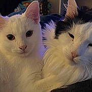 Jester is registered to the contest to win money with this photo: cat, white_cat, black_and_white_cat, fluffy, pet, indoor, animal, fur, close_up, relaxed, snuggling, cute, face, whiskers, ears, companion, domestic, cozy, resting, feline
