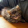 cat, kitten, tabby, fluffy, long_hair, brown_fur, whiskers, pointed_ears, green_eyes, sleepy, grumpy, relaxed, sitting, indoor, wooden_table, sunlight, person, black_clothing, close_up, pet