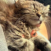 Mabel is registered to the contest to win money with this photo: cat, kitten, fluffy, sleeping, sleepy, fur, whiskers, paws, gray, brown, white, animal, pet, 抱抱, cozy, sunlight, closeup, portrait, car_interior, relaxed