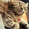 cat, kitten, fluffy, sleeping, sleepy, fur, whiskers, paws, gray, brown, white, animal, pet, 抱抱, cozy, sunlight, closeup, portrait, car_interior, relaxed