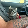 Mabel joined the competition — help win amazing prizes! kitten, cat, fluffy, gray_fur, long_hair, blue_eyes, whiskers, ears, pet, animal, car, vehicle, interior, seat, passenger, tattoo, human_arm, cuddling, portrait, indoors