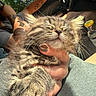 Mabel is registered to the contest to win money with this photo: cat, gray_cat, fluffy, long_hair, whiskers, closed_eyes, sleepy, relaxed, pet, animal, hand, person, tattoo, car, vehicle, sunlight, outdoor, trees, cuddling, portrait