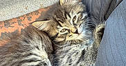 Mabel joined the competition — help win amazing prizes! kitten, cat, tabby, fluffy, long_hair, furry, animal, pet, car, vehicle, seat, denim, tattoo, arm, paws, whiskers, ears, green_eyes, relaxed, portrait