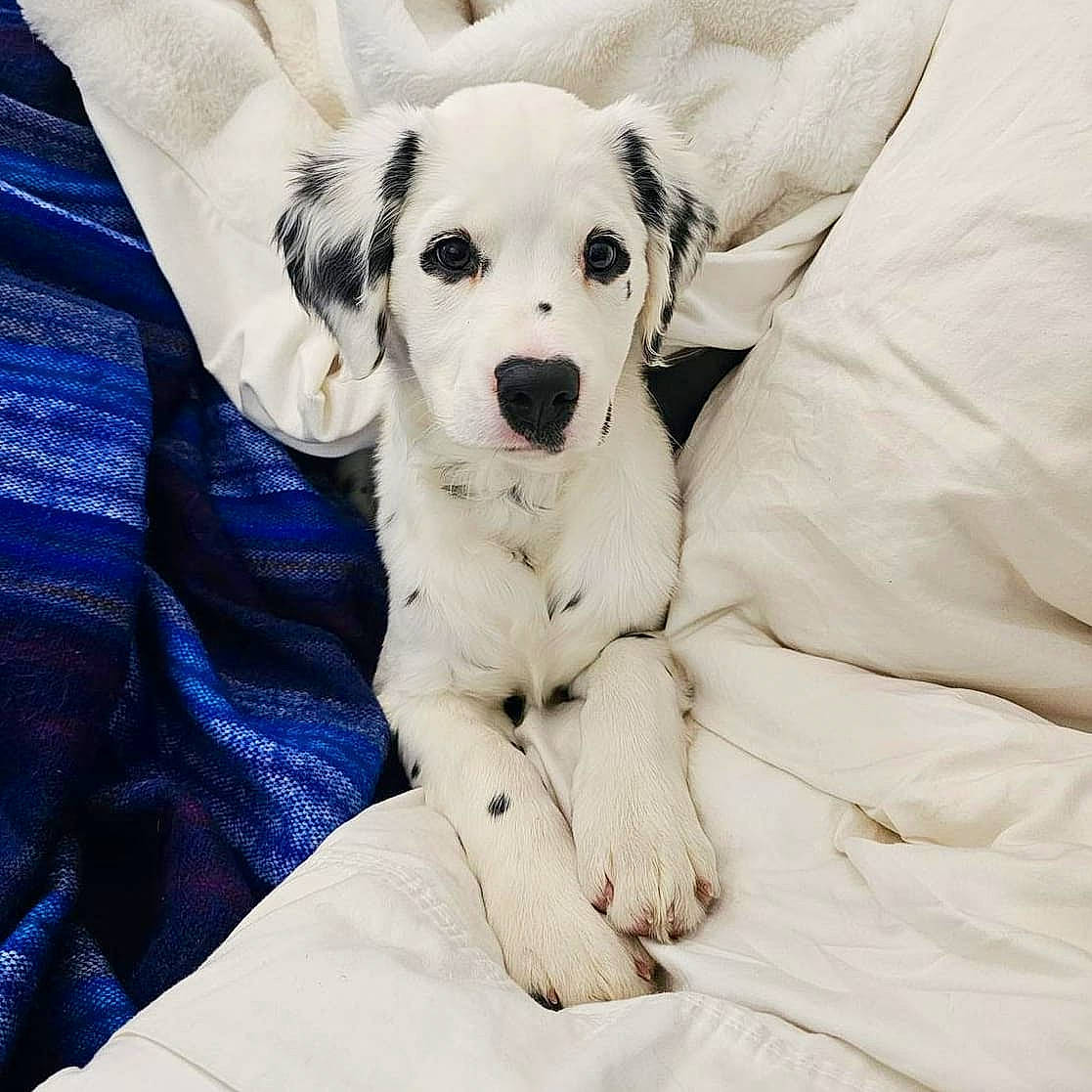 Aio joined the competition — help win amazing prizes! bed, bedding, carnivore, comfort, companion_dog, dog, dog_breed, fur, linens, paw, puppy_love, toy_dog, watch, whiskers, working_animal