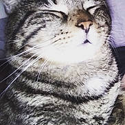 Mimisse a rejoint le concours — aidez-le/la à gagner de superbes lots ! animal, bedding, cat, close_up, closed_eyes, cozy, ears, face, furry, indoor, muzzle, nose, pet, portrait, relaxed, sleeping, sleepy, striped_fur, tabby_cat, whiskers