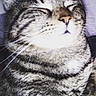 animal, bedding, cat, close_up, closed_eyes, cozy, ears, face, furry, indoor, muzzle, nose, pet, portrait, relaxed, sleeping, sleepy, striped_fur, tabby_cat, whiskers