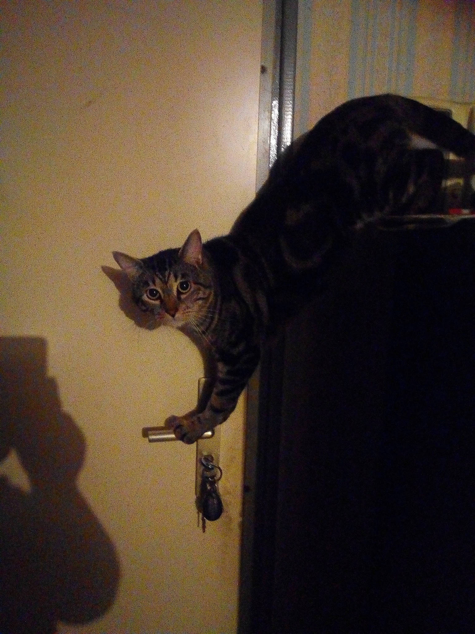 Mimise a rejoint le concours — aidez-le/la à gagner de superbes lots ! carnivore, cat, ceiling, comfort, darkness, domestic_short_haired_cat, door, felidae, fur, grey, light_fixture, room, sleeve, small_to_medium_sized_cats, snout, tail, terrestrial_animal, whiskers, window, wood