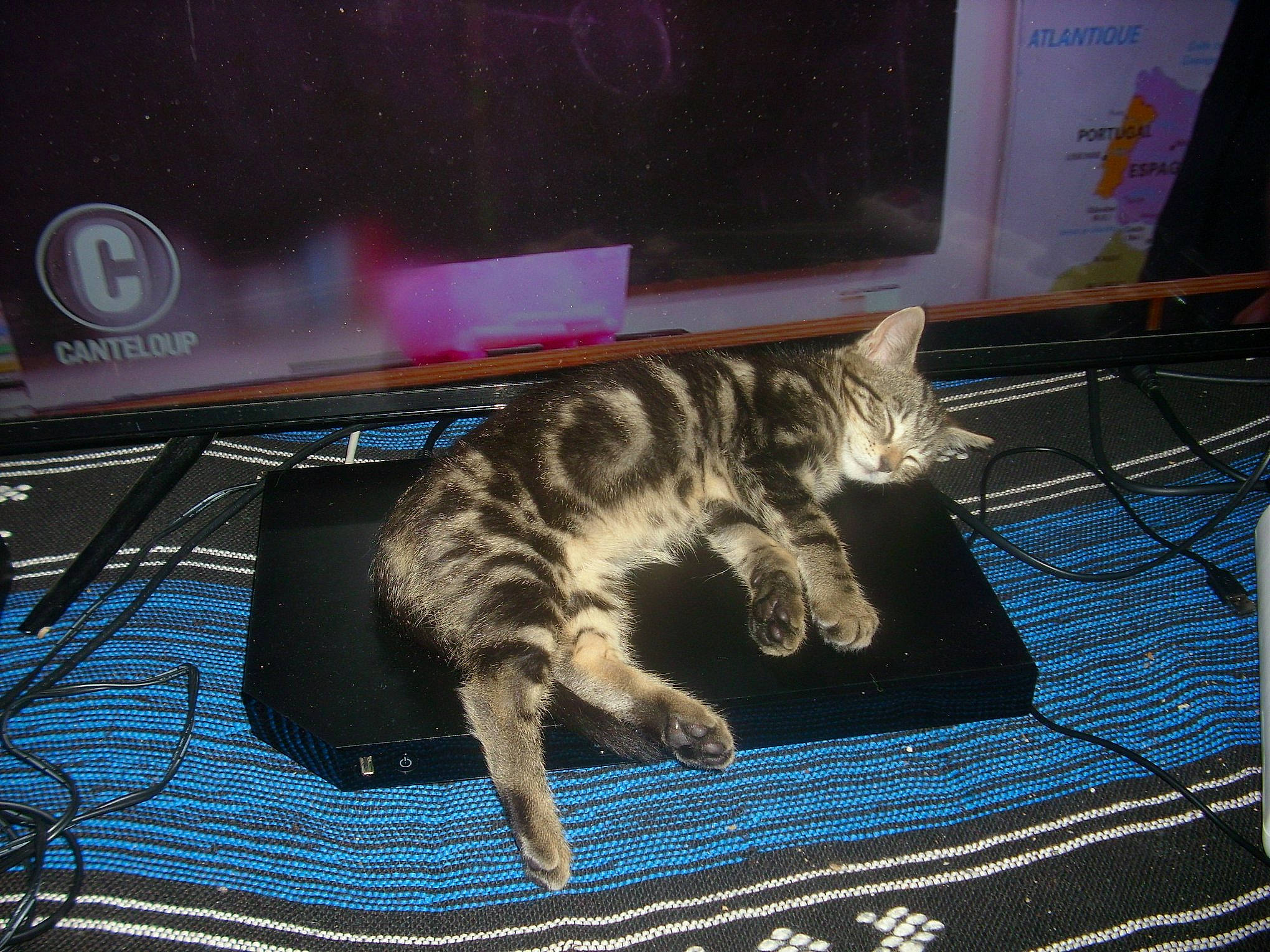 Mimise a rejoint le concours — aidez-le/la à gagner de superbes lots ! asian, california_spangled, carnivore, cat, domestic_short_haired_cat, dragon_li, egyptian_mau, european_shorthair, felidae, kitten, kurilian_bobtail, mammal, ocicat, pixie_bob, small_to_medium_sized_cats, sokoke, tabby_cat, tail, whiskers, wild_cat