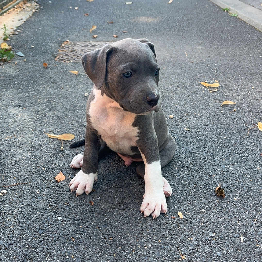 Mowgli a rejoint le concours — aidez-le/la à gagner de superbes lots ! animal, asphalt, background, canine, cars, curious, daylight, dog, gray_fur, outdoor, pet, puppy, quiet, sidewalk, sitting, street, trees, urban, white_fur, young