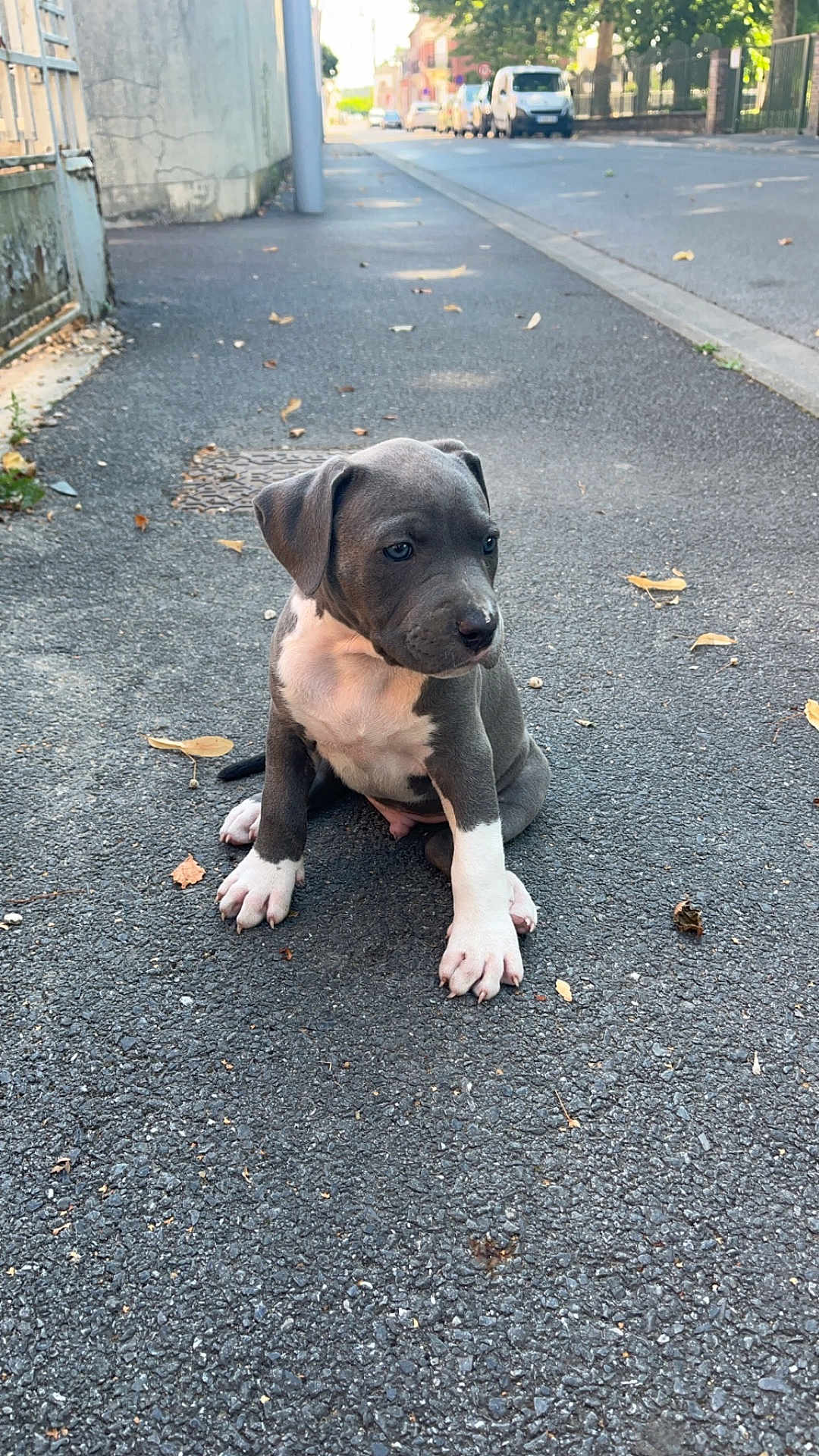 Mowgli a rejoint le concours — aidez-le/la à gagner de superbes lots ! puppy, dog, sitting, sidewalk, asphalt, street, urban, gray_fur, white_fur, young, animal, outdoor, daylight, curious, canine, pet, quiet, background, trees, cars