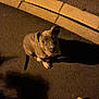 dog, asphalt, sidewalk, curb, night, shadow, street_lighting, looking_up, pet, canine, outdoor, pavement, footwear, sneakers, person, leash, collar, alone, curious, animal