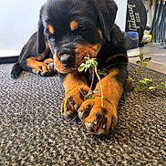 Baya a rejoint le concours — aidez-le/la à gagner de superbes lots ! puppy, rottweiler, dog, carpet, indoor, plant, paw, black_and_tan, cute, pet, floor, shoes, guitar_case, curious, young, animal, laying_down, fur, close_up, domestic
