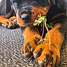 Baya participe au concours pour gagner de l'argent avec cette photo : puppy, rottweiler, dog, paw, plant, carpet, closeup, sleepy, pet, animal, cute, young, fur, black, brown, indoor, resting, adorable, nature, small_plant