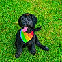 dog, black_dog, curly_fur, grass, green, rainbow_bandana, tongue_out, happy, pet, outdoor, sunny, leaf, cute, animal, sitting, nature, playful, canine, summer, friendly