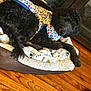 dog, black_dog, curly_fur, dog_bed, blanket, wooden_floor, indoor, vest, paw_prints, resting, pet, cozy, cabinet, furniture, curious, animal, canine, fur, laying, comfort
