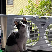 Jojo is registered to the contest to win money with this photo: kitten, cat, black_and_white, sitting, box_fan, window, screen, indoor, curious, fur, whiskers, ears, floor, rug, houseplant, daylight, pet, animal, domestic, window_sill