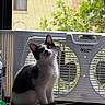 kitten, cat, black_and_white, sitting, box_fan, window, screen, indoor, curious, fur, whiskers, ears, floor, rug, houseplant, daylight, pet, animal, domestic, window_sill